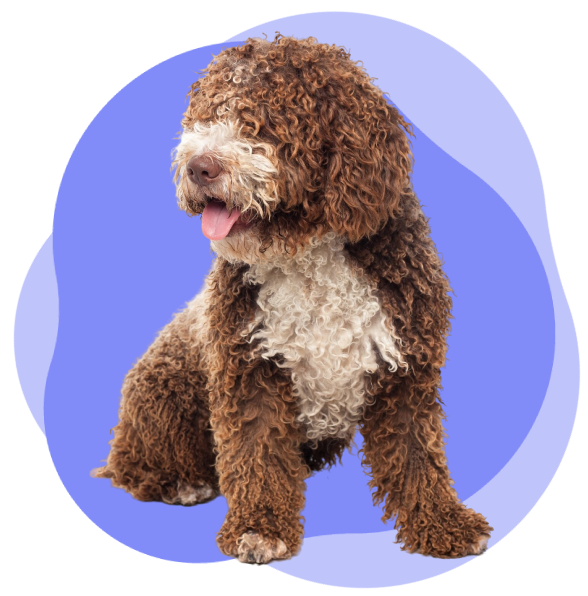 Home mesa de trabajo 1portada laduno walk